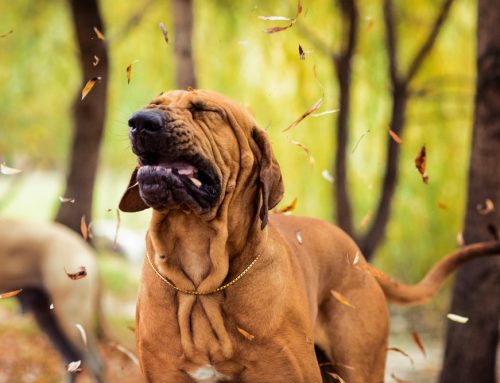 Is My Pet’s Snoring, Wheeze, or Cough a Breathing Emergency?