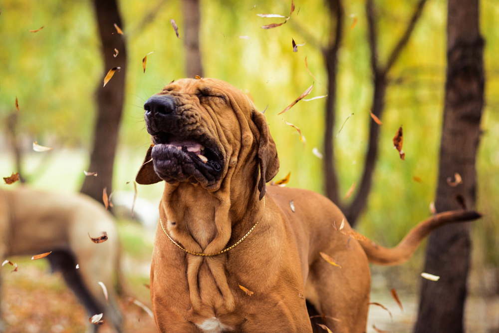 Fila Brasileiro dog showing signs of breathing difficulty.