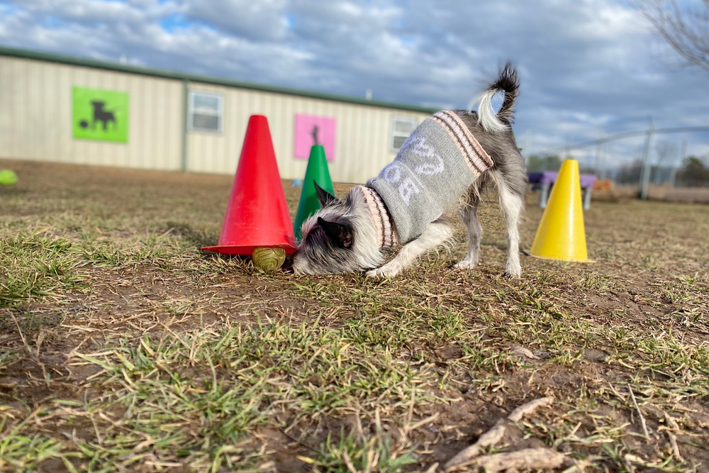Happy dog enjoying a calm, fear-free environment that supports emotional well-being.