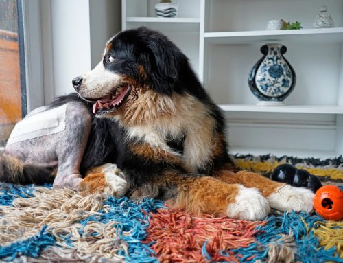 Which Hip Surgery Is Right for My Dog or Cat?