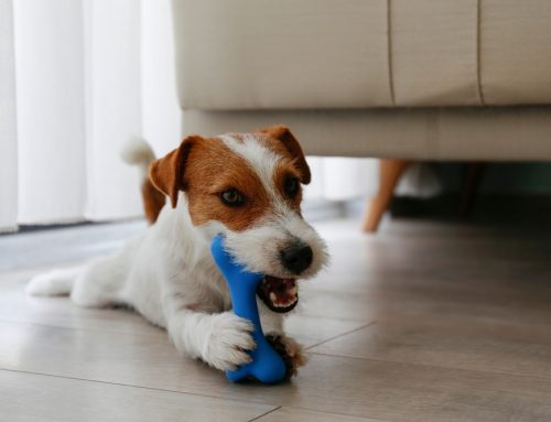 Which Dog Toys, Chews, and Collars Are Actually Dangerous?