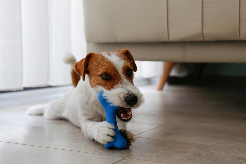 Puppy chewing on a toy to support healthy teething and dental development.