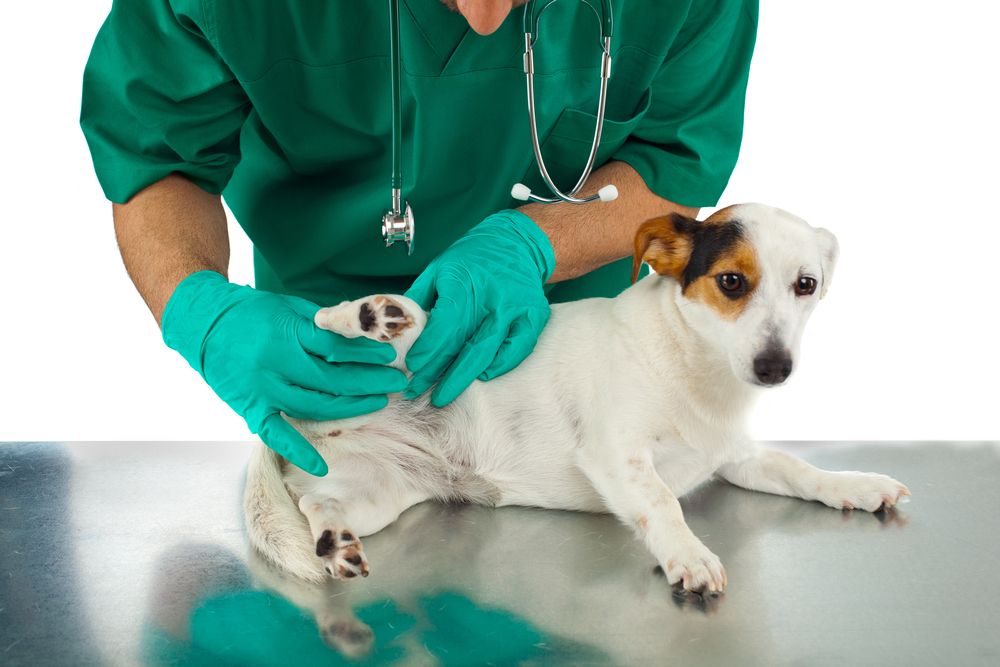 Veterinarian examining a dog's hip during an orthopedic evaluation.