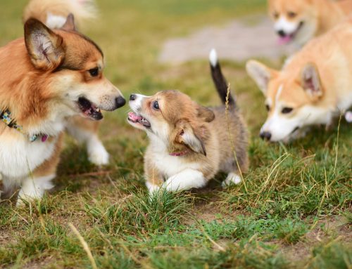 How Do You Socialize and Train a Puppy or Kitten Without Overwhelming Them?