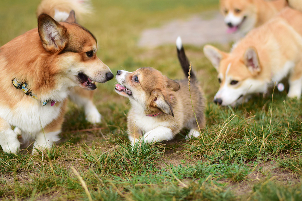 Welsh Corgi puppy playing with a group of dogs.