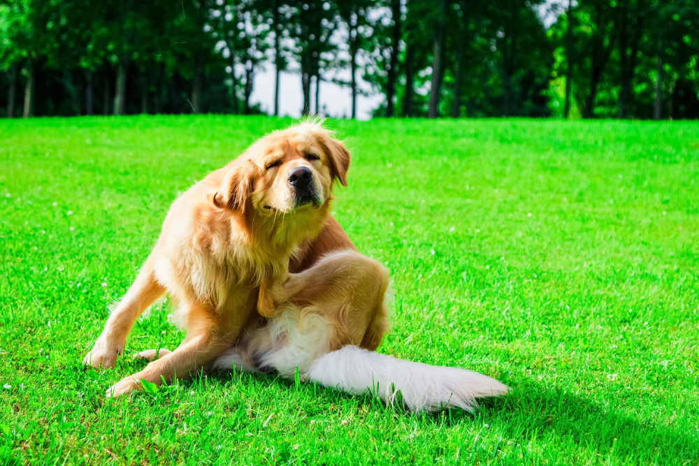 Labrador dog sitting in a meadow, scratching itself with its hind leg, illustrating common itching behavior that may be due to skin irritation or allergies.