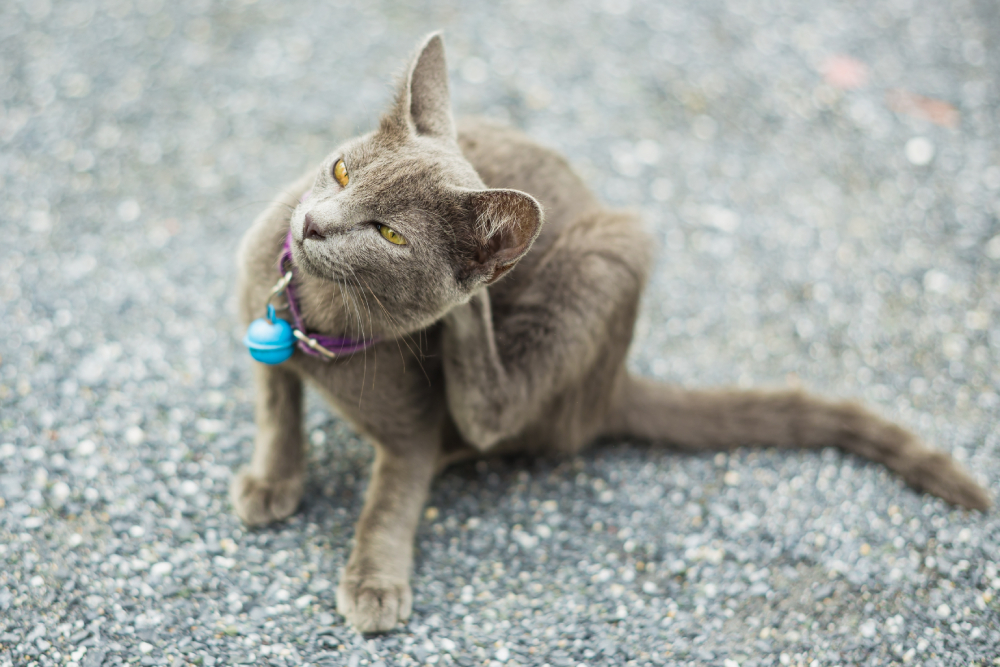 Cat trying to scratch its skin, illustrating itching behavior often associated with skin irritation, allergies, or parasites.